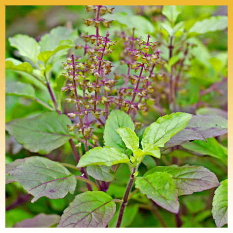 Tulsi